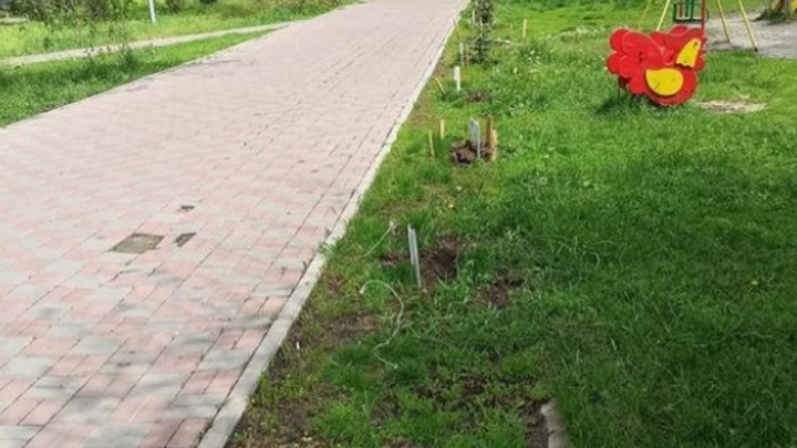 В Ростове украли из парка ели, высаженные детьми: Горожане требуют справедливости