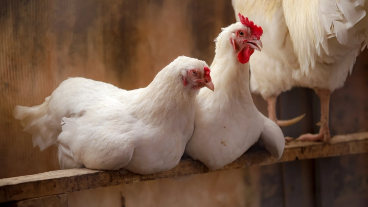 Голод и каннибализм на птицефабрике “Новомышастовская”: сотни кур погибли, ещё тысячи – на грани смерти