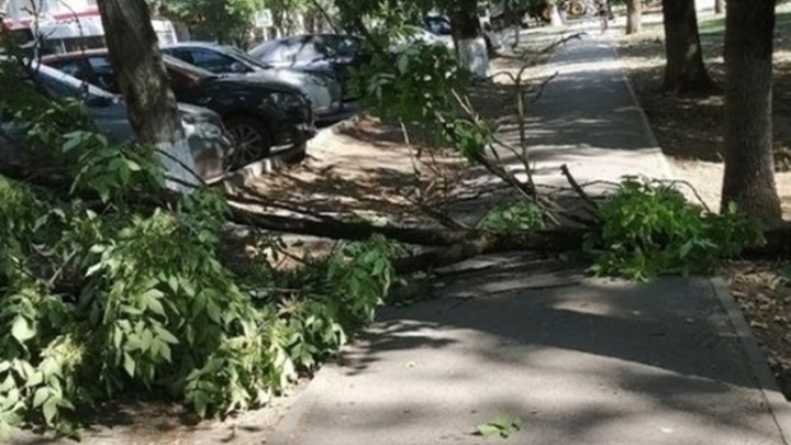 В Ростове-на-Дону падающее дерево едва не убило горожанку