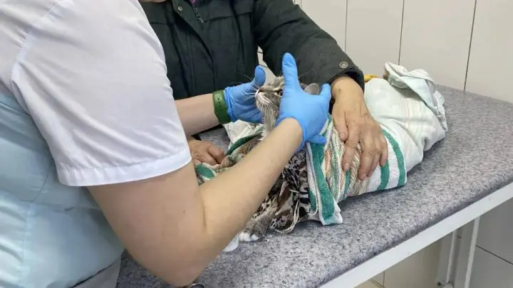 Под Иркутском бабушка постирала своего кота в машинке: выжило ли животное