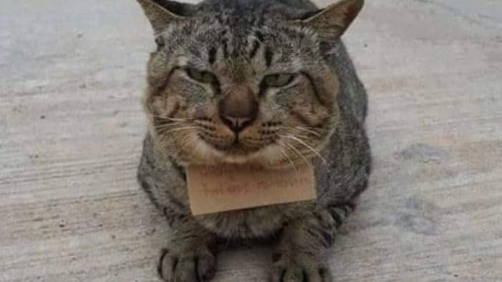 Нагулявшийся кот принёс хозяину долги. И совсем не раскаивается