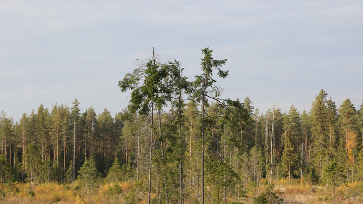 В Нижегородских лесах ожидается чрезвычайная пожароопасность до 8 октября
