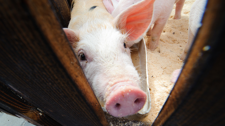 Стала известна судьба 20 тыс свиней в Ейском районе