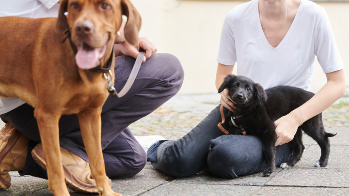 Это они от счастья: Раскрыт секрет чихания у собак