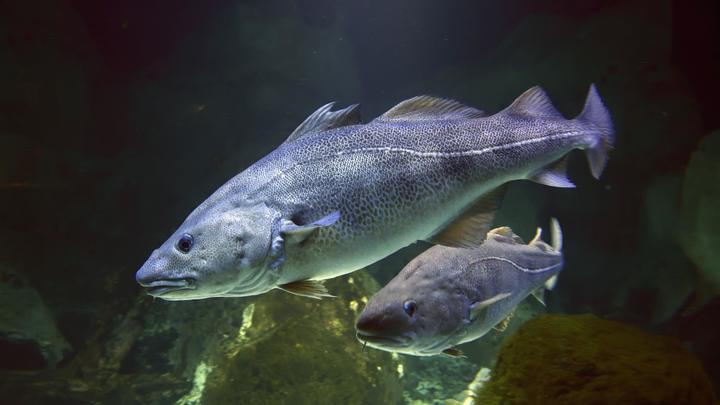 Топ-3 продуктов, повышающих иммунитет: Диетолог объяснила, какие вещества нужны для здоровья