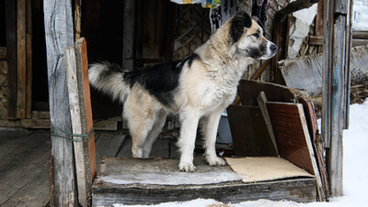 Русские солдаты нашли в Судже истощенного пса, охранявшего тела погибших хозяев