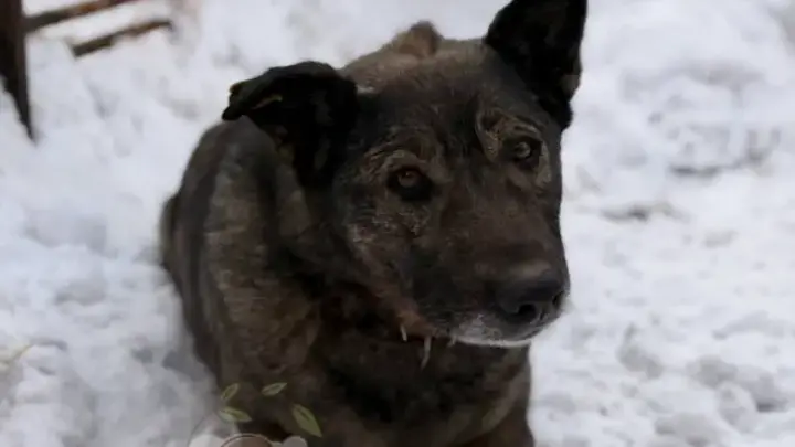 Управляющая Додо Пиццы уволилась после угроз из-за собаки: что известно к этому часу