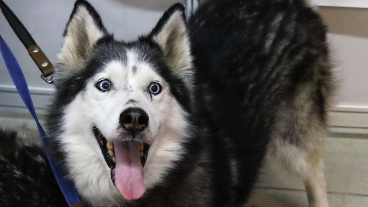 В Краснодаре сбежавший от хозяев хаски стал звездой соцсетей, путешествуя на трамвае