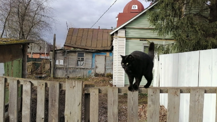 Жители Киева начали скупать кошачий наполнитель из-за проблем с канализацией