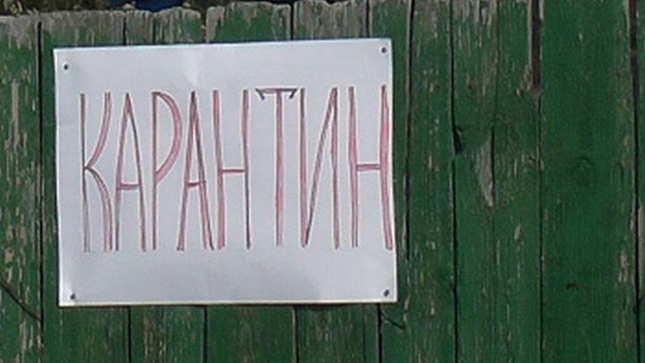 В Ростовской области выявлен очаг заражения африканской чумой свиней (АЧС)