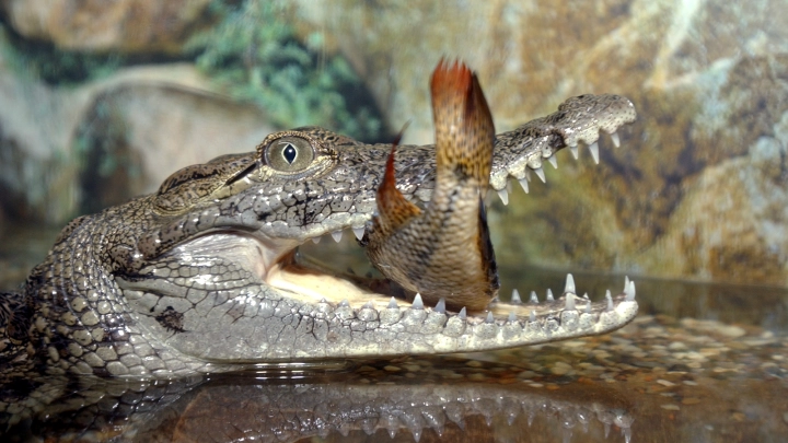 Он просто хотел покормить бедняжку. В Индонезии крокодил напал на посетителя парка
