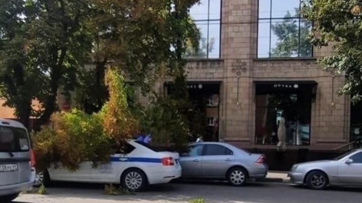 В городе Шахты старое дерево повредило патрульную машину полиции