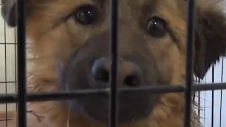 Эксперт: В России проводят гладиаторские бои с собаками и людьми