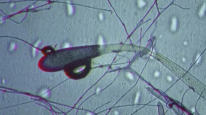 Опасный грибок Aspergillus может стать глобальной угрозой из-за потепления климата