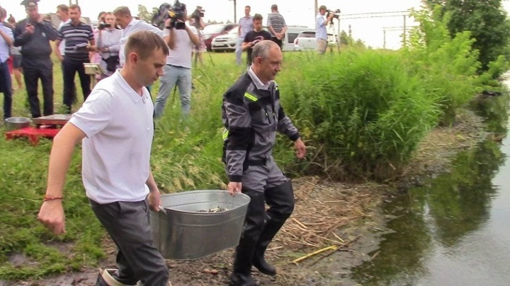 В Челябинске для очистки воды в Шершневское водохранилище запустили полторы тонны мальков сазана