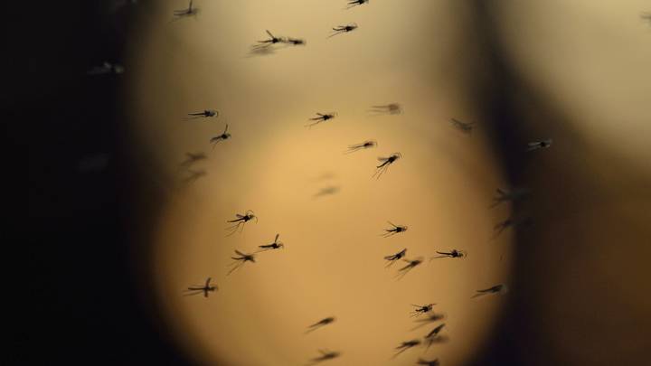 Лучший весенний совет: Три копеечных средства, чтобы избавиться от мух и комаров дома