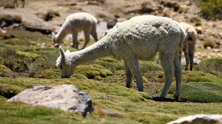 Рита под защитой: мэр Новороссийска взял опеку над новорождённой альпакой