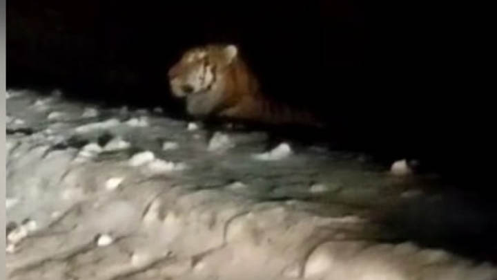 Амурский тигр прогулялся по селу в Хабаровском крае