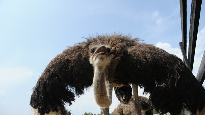 В Новороссийске туристов угостят страусиной яичницей