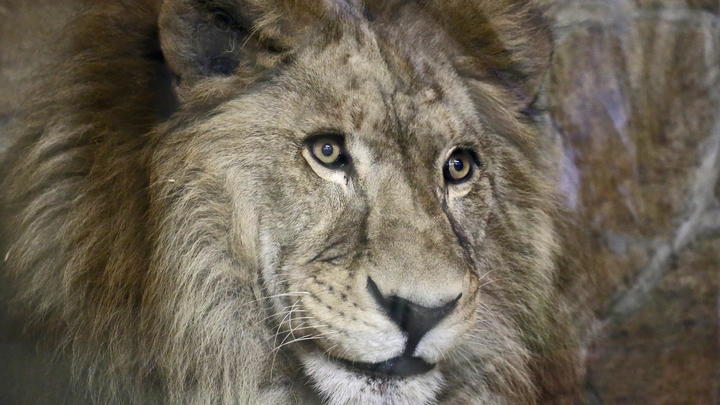 Львы убили управляющую крымским парком Тайган. Но есть одна странность в её смерти