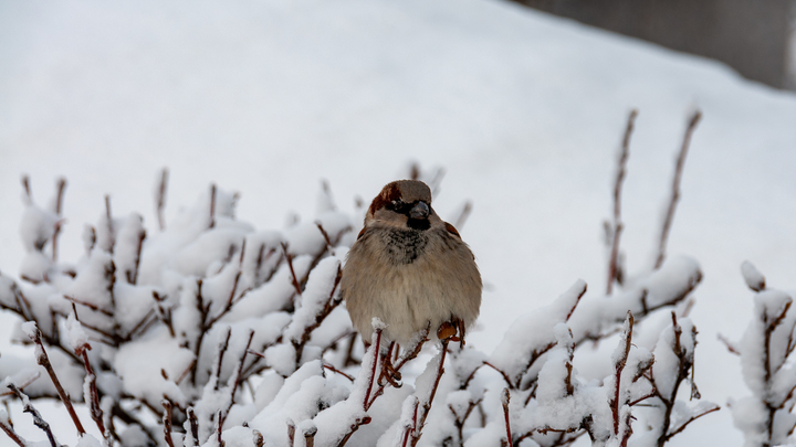 Народные приметы на Ефимов день: что нельзя делать 2 февраля, чтобы не обнищать
