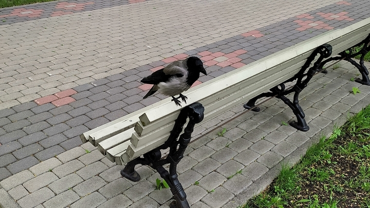 Чтобы такого больше не было!: Котова запретила впредь перекапывать скверы в Челябинске
