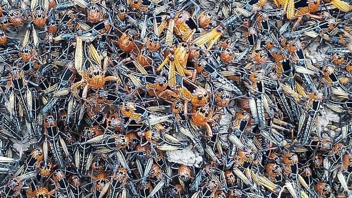 В Приморско-Ахтарском районе нашествие саранчи, но денег на борьбу с ней нет