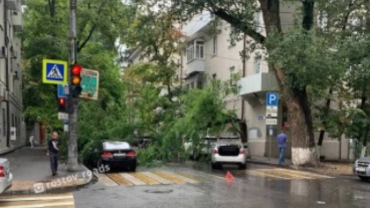 Ливень в Ростове: упавшее дерево перегородило проезжую часть в центре города