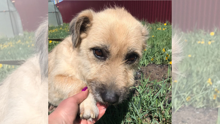 В зооприюте Магнитогорска отравили пять собак