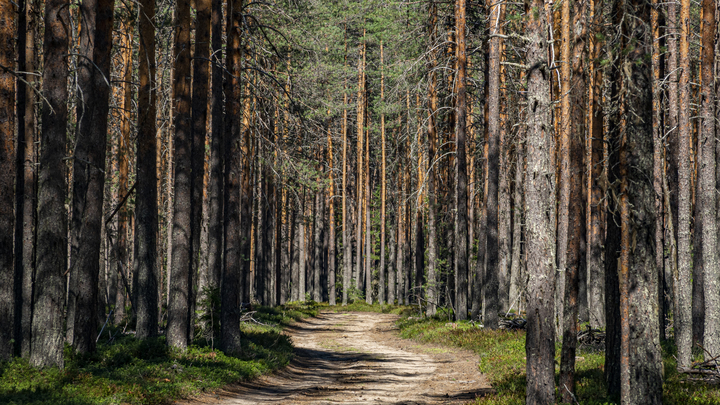 Россия вежливо послала ЕС лесом