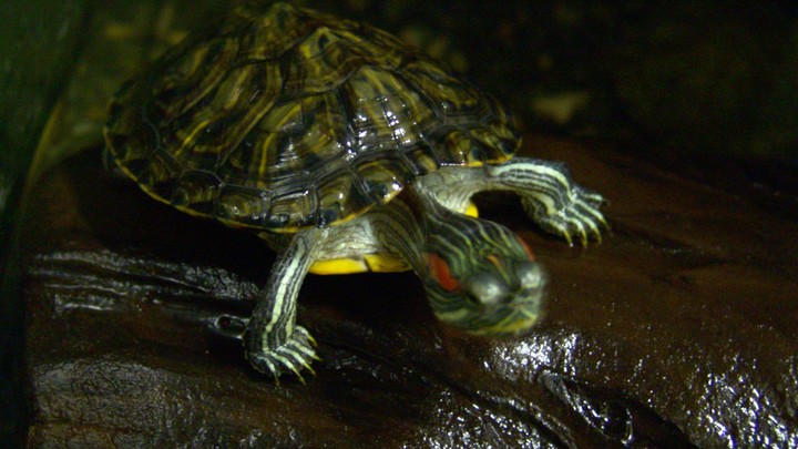 В Сочи под видом экзотического мяса черепахи продавали… курятину