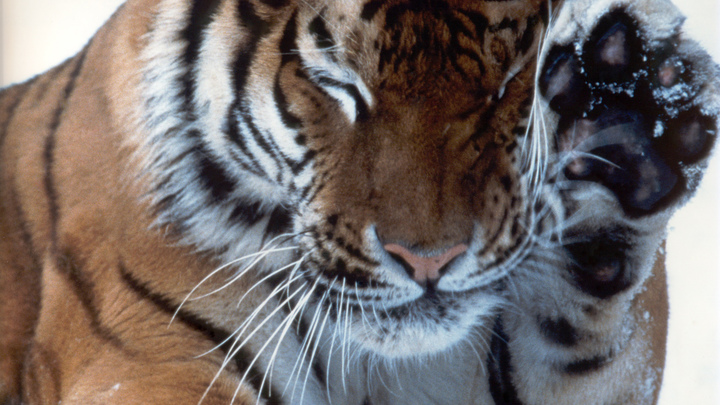 В Хабаровском крае на трассе нашли тигрёнка со сломанной лапой