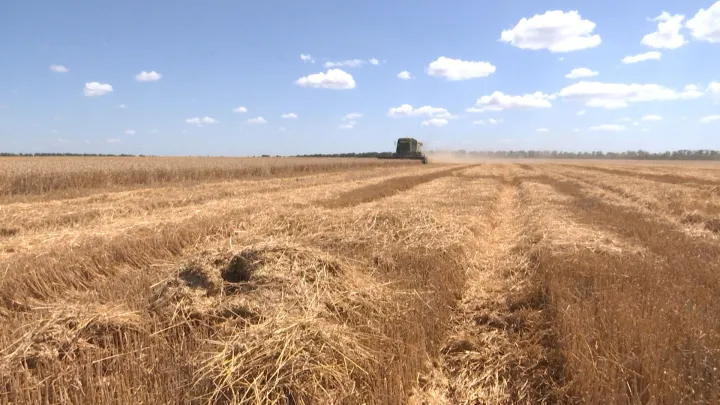 Меньше импорта, больше своего: как новые квоты на семена меняют сельское хозяйство