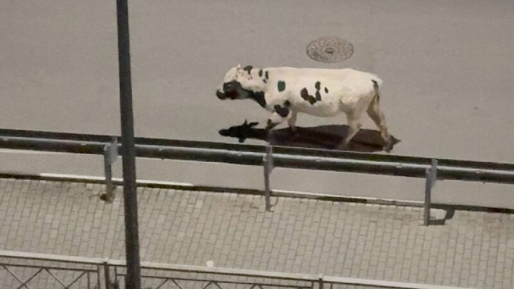 В Сочи бык-беспризорник напугал жителей элитного ЖК