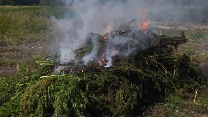 В Кузбассе полицейские нашли коноплю и зажгли