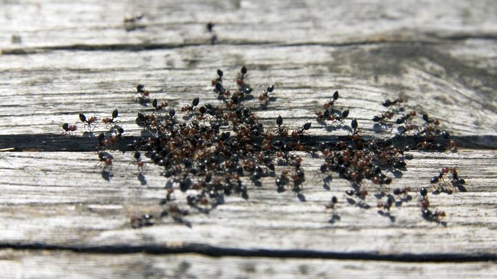 Опасные муравьи угрожают Европе
