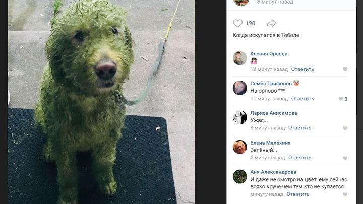 В соцсетях появилось фото зеленого пса из Кургана