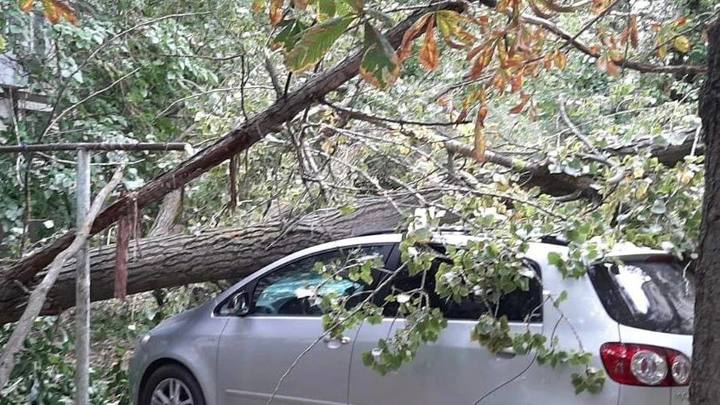 В Ростове на Аллее Роз рухнувшее дерево раздавило две машины. Фото