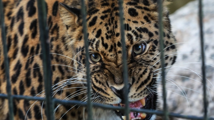 Собака спасла мальчика от нападения леопарда