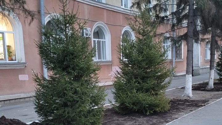 В Кургане на центральных улицах высадят 100 новых крупномеров
