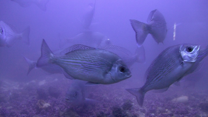 Рыбы-наркоманы и агрессивные скворцы. К чему привело загрязнение природы лекарствами