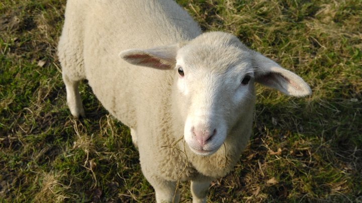 Овцы стали полноценными сотрудниками автозавода в США
