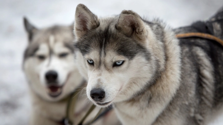 Породистые псы разорвали лицо восьмилетнему мальчику. Нападение случилось среди бела дня