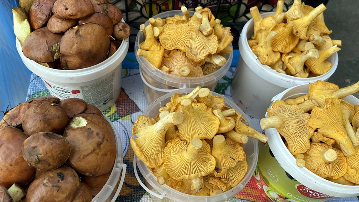 Штраф миллион рублей и тюрьма: В России начали наказывать за сбор грибов из Красной книги