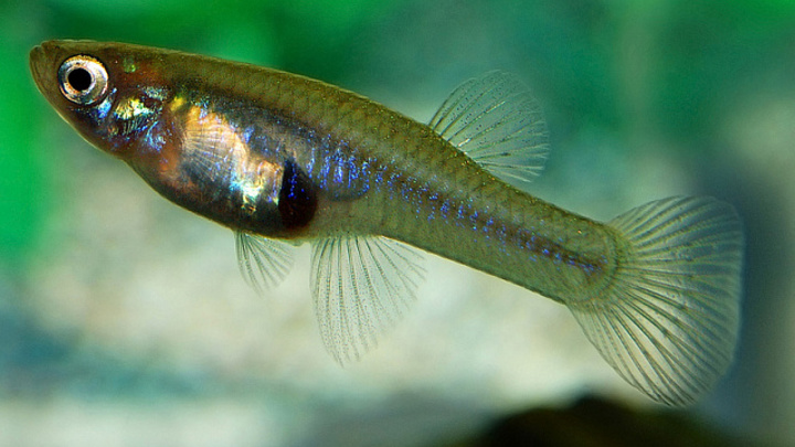 Сочинский опыт борьбы с малярией планируют внедрить в Западной Африке