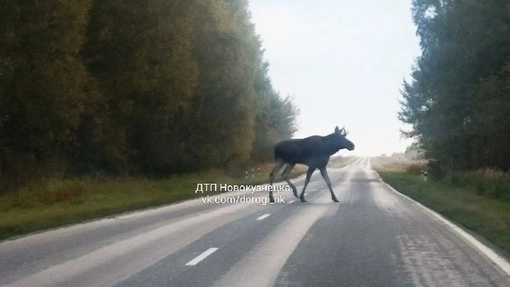 В Новокузнецком районе лось вышел на проезжую часть дороги