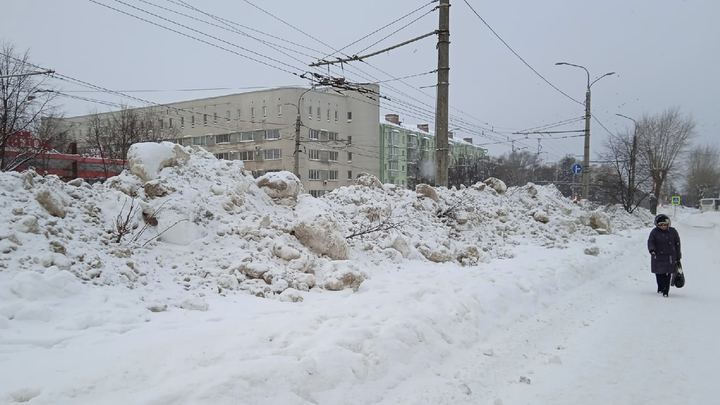 Во Владимире уничтожили липовую аллею, посаженную к 70-летию области