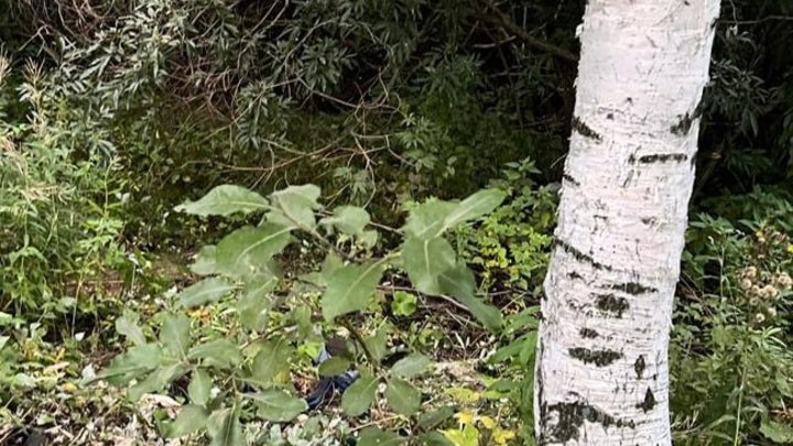 Избитая по пути из бара в Архангельске женщина три дня лежала в кустах, ожидая помощи