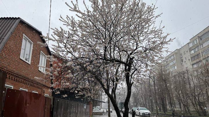 Тепло задерживается: в Краснодар в эти выходные вернутся ливни с мокрым снегом