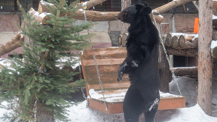 Змеи и малайский медведь: Представители 70 видов пополнили Московский зоопарк